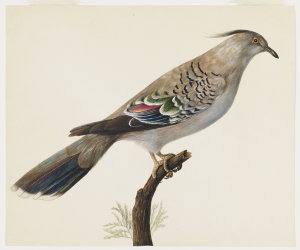 Item 1: Crested pigeon, [ca. 1831-1855] / by unknown En...