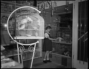 File 09: Pet shop (Crows Nest), December 1960 / photogr...