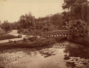 [Pond and bridge, Botanic Gardens, Sydney / attributed ...