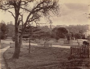 The Domain, Sydney, 1877