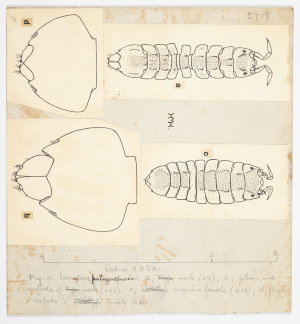 Item 1132: Isopoda and tanaidacea. Iaeropsis patagonien...