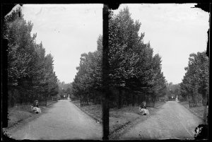 Avenue of trees, Fitzroy Gardens, Melbourne