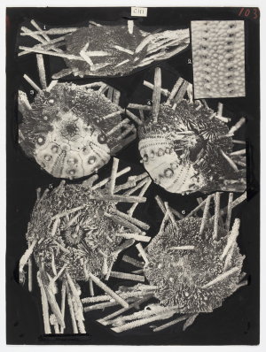 Item 1428: Echinodermata echinoidea. Rhynchocidaris tri...