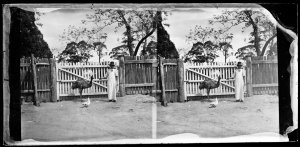 Holtermann personal photograph of Aboriginal servant wi...