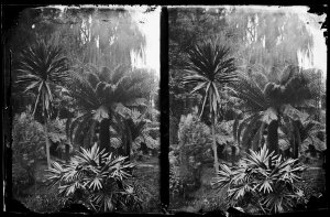 Tree fern and palms, Fitzroy Gardens, Melbourne