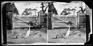 Emu, brolga and poultry in a yard