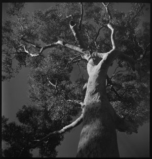 File 21: Gum trees, 1960s / photographed by Max Dupain