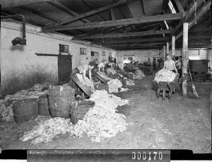 Scraping the wool from the hides, Australian Wool Produ...