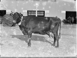 Cow at the Show