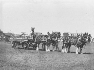 Australian Glass Co.'s four-horse lorry