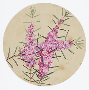 Item 13: [Pink boronia, ca 1890-ca 1899 / by May Gibbs]
