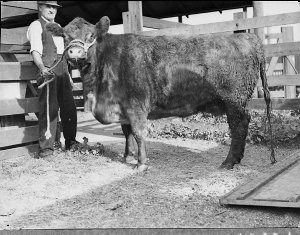 Cattle arriving by the "Awatea" (taken for "The Land" n...