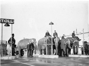 Elephants and their mahouts at Bridge toll-bar