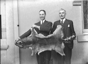 Alfred S. Henry and Matthew Kilpatrick holding the pelt...