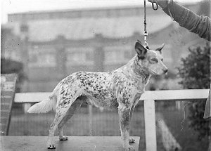 Champion blue cattle dog