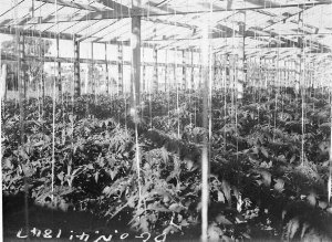 Inside a large plant nursery