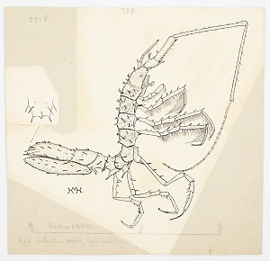 Item 1129: Isopoda and tanaidacea. Antarcturus debilis....