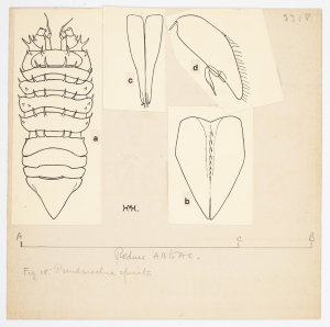 Item 1139: Isopoda and tanaidacea. Pseudarachna spicata...