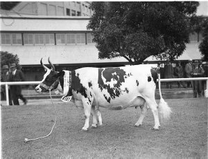 No 4102, Grand Champion Ayrshire Cow