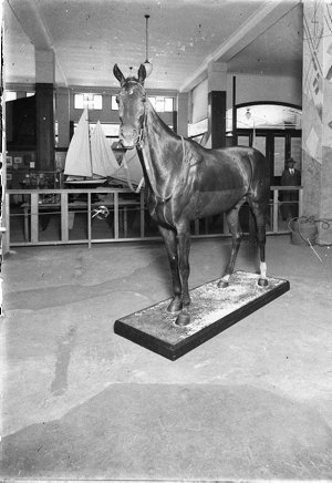 The famous racehorse, "Phar Lap"