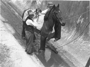 Rescuing a horse from a stormwater drain, Alexandria