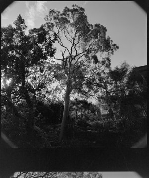 File 02: Castlecrag, [1929-1975] / photographed by Max ...