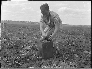 Potato picking, Maitland