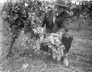 Winemaker examining grapes for ripeness