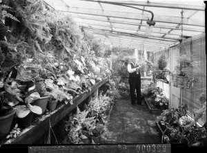 Mr Relton with his flowers in the hot-house