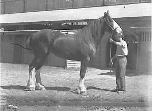 Study of a champion Clydesdale horse