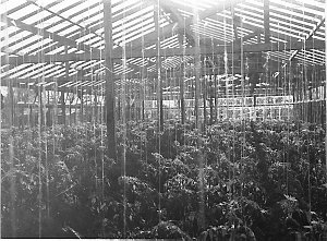 Inside a large plant nursery