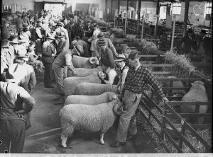 First day, judging, Sheep Show