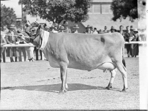 Champion Jersey cow, RAS