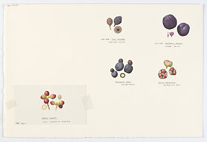 File 3: Fruit drawings. The Original Artwork of William...