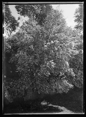 Item 413: Wildflowers, Concord / photograph by Harold C...