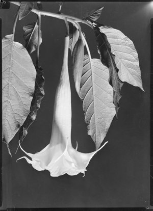 File 02: Flowers, studio studies, [1930s-1980s] / photo...