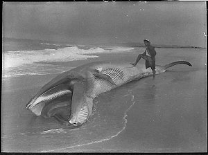 Whale washed up on Belmont Beach