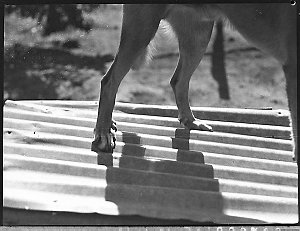Dog's hind legs (taken for Mr Kaleski)