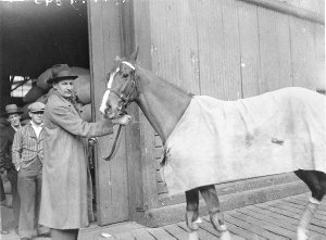 NZ racehorse, "Toaraweal", on the wharf at Darling Harb...