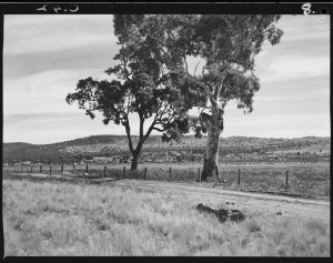 File 04: Coolah country roads, 1949 / photographed by M...