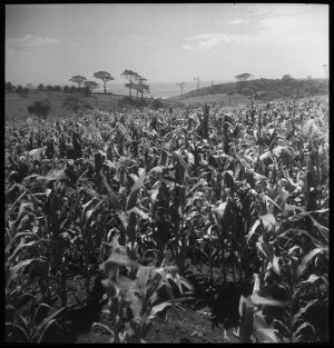 File 08: Easts Beach, cornfield, [1949] / photographed ...