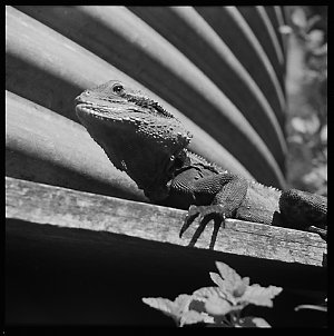 File 06: [Lizard, February 1954] / photographed by Max ...