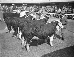Judging the Hereford bulls in the cattle ring