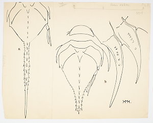 Item 1128: Isopoda and tanaidacea. Serolis meridionalis...