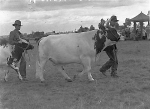 Two prize bulls, Liverpool Show