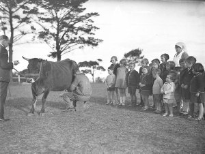 Children watch a cow being milked, Dalwood Home
