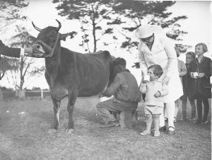 Matron gives a child a drink of milk just taken from a ...