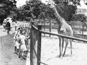 Far West Children look at the giraffe, Taronga Park Zoo