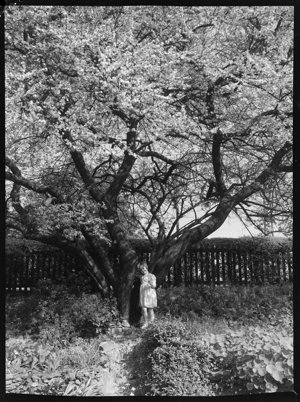 File 04: Sally Callen with blossom tree at Wollstonecra...