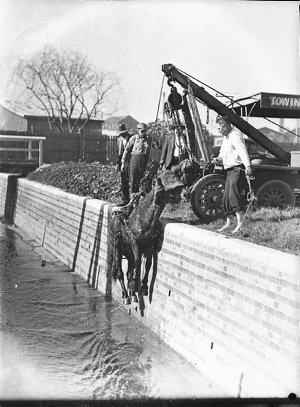 Horse in drain